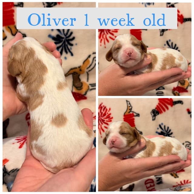Cavalier King Charles Spaniel Puppies media 11