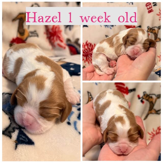 Cavalier King Charles Spaniel Puppies media 9