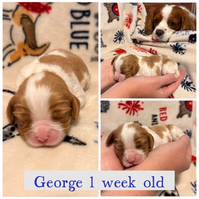 Cavalier King Charles Spaniel Puppies media 13