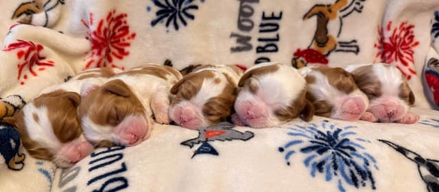 Cavalier King Charles Spaniel Puppies media 20