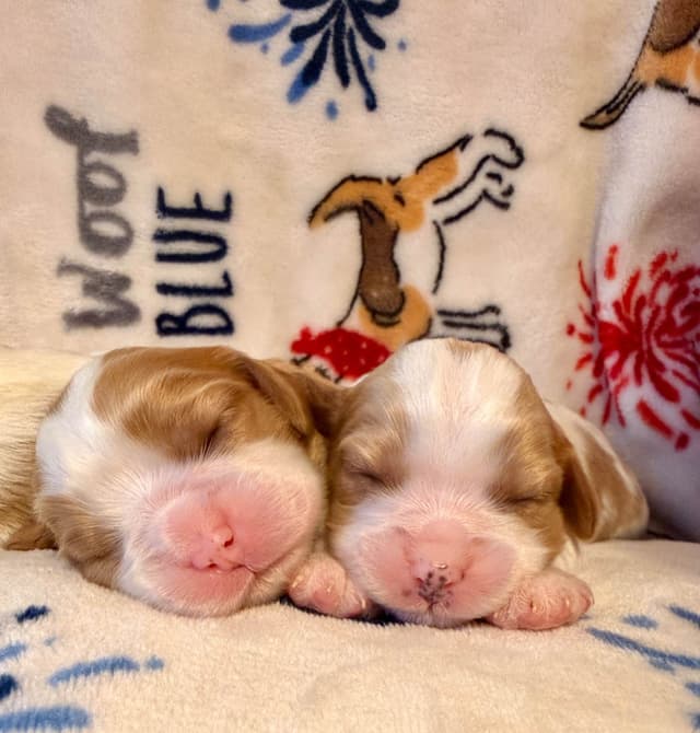Cavalier King Charles Spaniel Puppies media 21