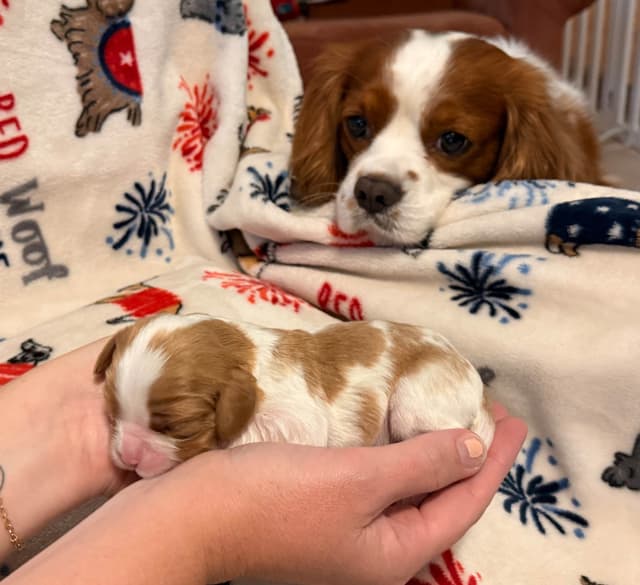 Cavalier King Charles Spaniel Puppies media 22