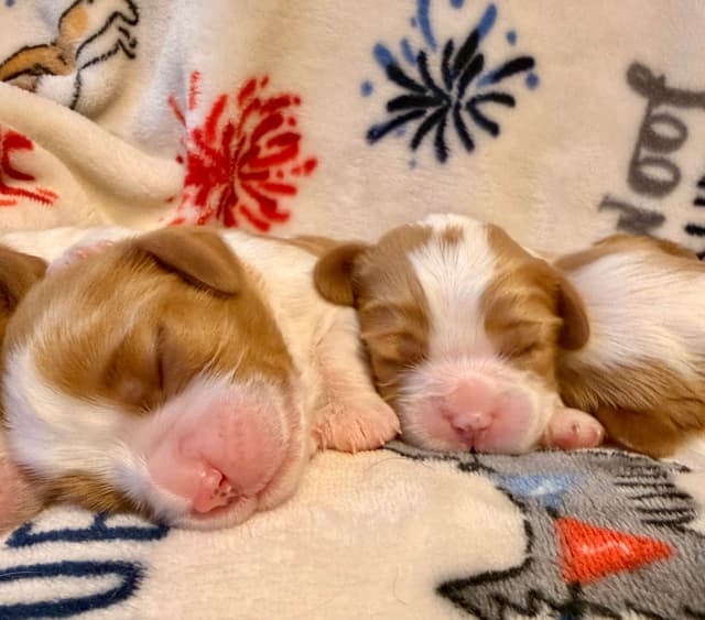 Cavalier King Charles Spaniel Puppies media 23