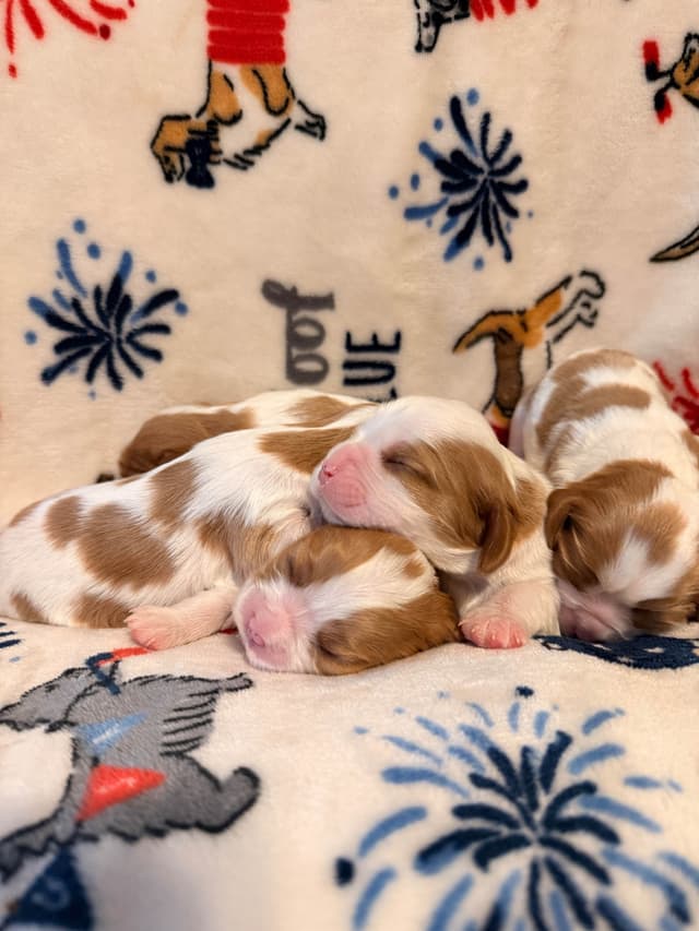 Cavalier King Charles Spaniel Puppies media 24