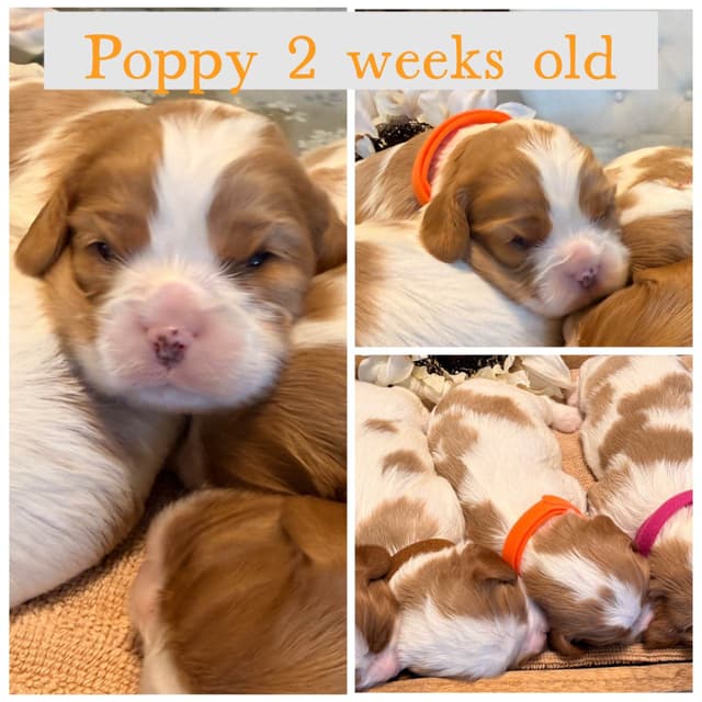 Cavalier King Charles Spaniel Puppies media 4
