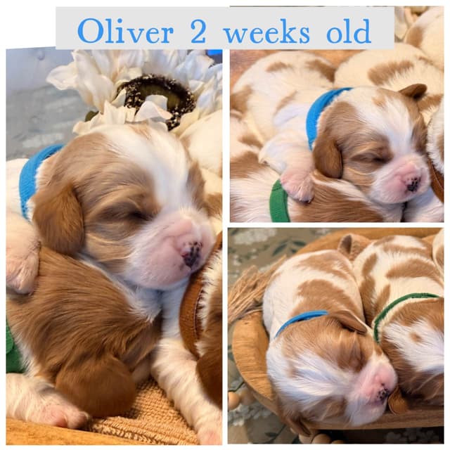 Cavalier King Charles Spaniel Puppies media 10