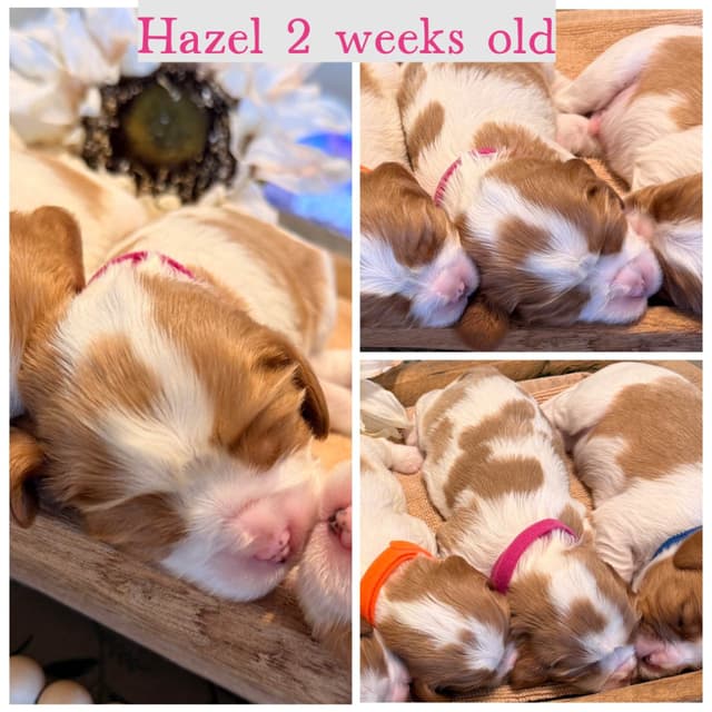 Cavalier King Charles Spaniel Puppies media 8