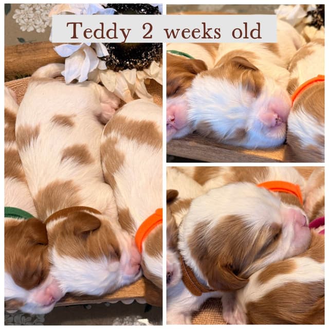 Cavalier King Charles Spaniel Puppies media 2
