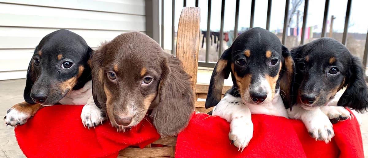 Wonderful loving Dachshund Puppies ❤️Call 610-273-9348 breeder image 2