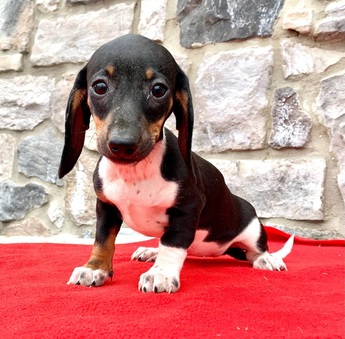 Wonderful loving Dachshund Puppies ❤️Call 610-273-9348 breeder image 4