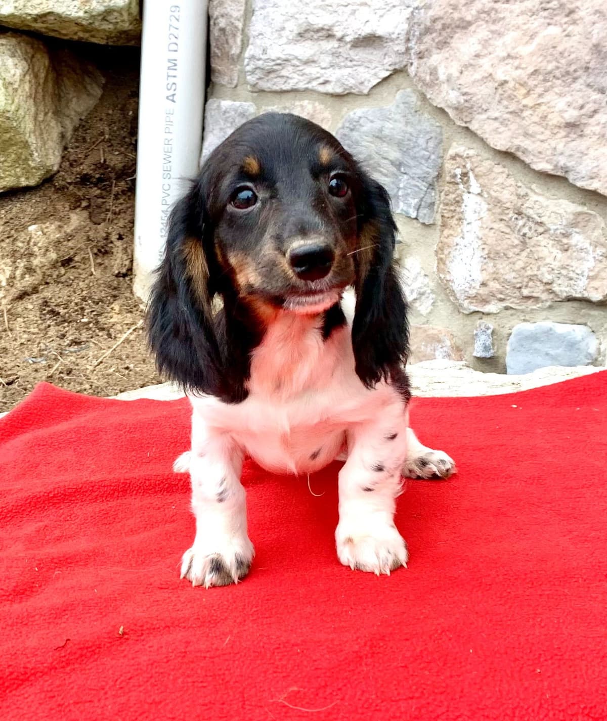 Wonderful loving Dachshund Puppies ❤️Call 610-273-9348 breeder image 3