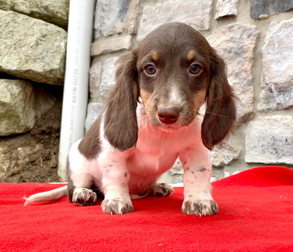 Wonderful loving Dachshund Puppies ❤️Call 610-273-9348 breeder image 5