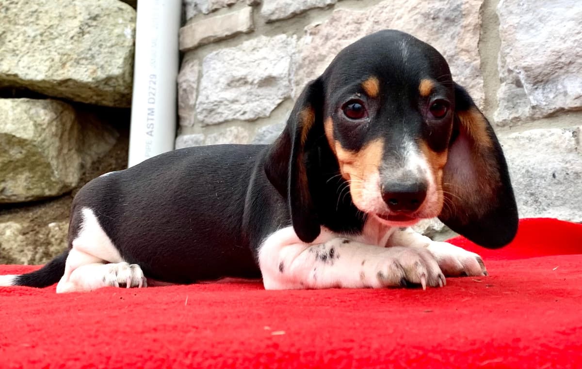 Wonderful loving Dachshund Puppies ❤️Call 610-273-9348 breeder image 6