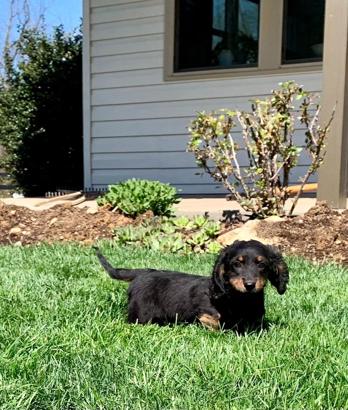 Wonderful loving Dachshund Puppies ❤️Call 610-273-9348 breeder image 7