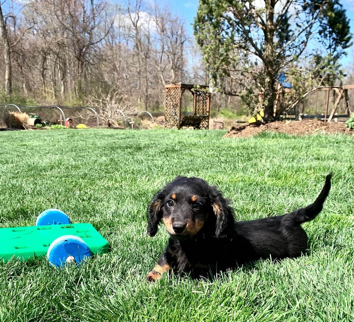 Wonderful loving Dachshund Puppies ❤️Call 610-273-9348 breeder image 8