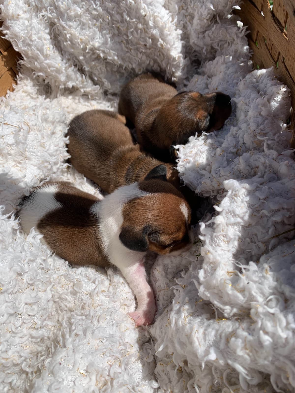 Wonderful loving Dachshund Puppies ❤️Call 610-273-9348 breeder image 9