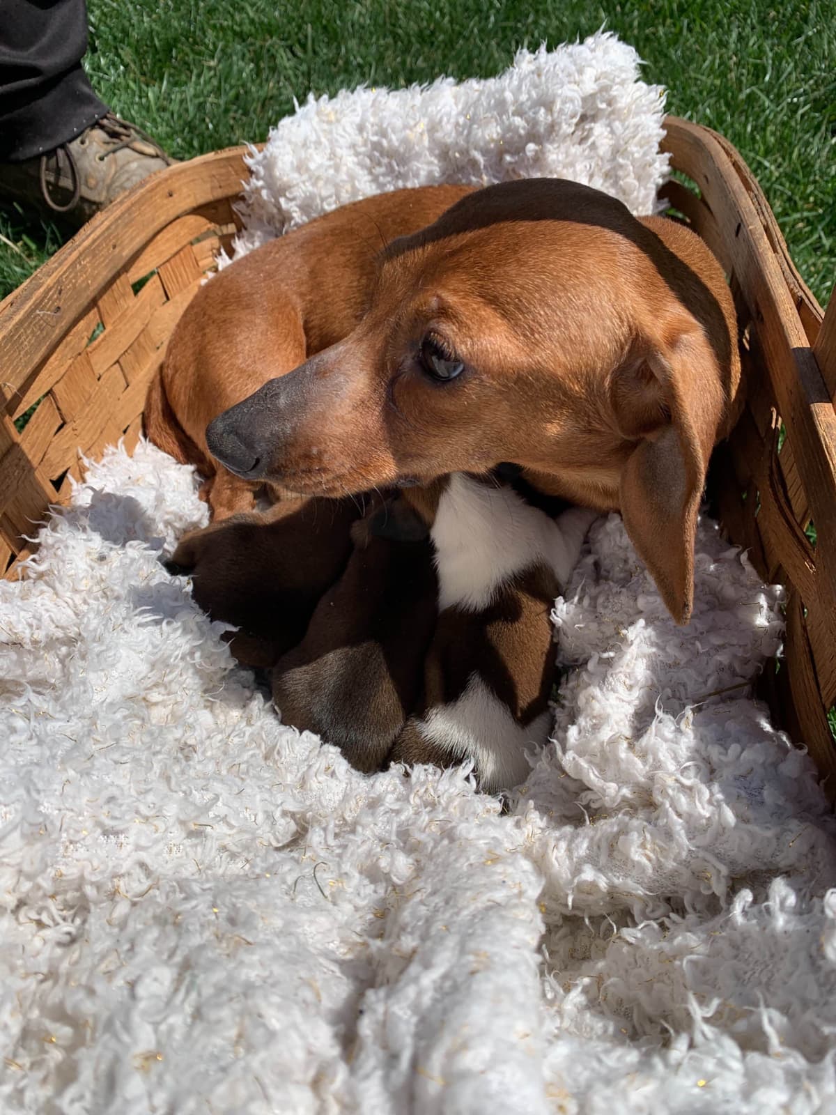 Wonderful loving Dachshund Puppies ❤️Call 610-273-9348 breeder image 10