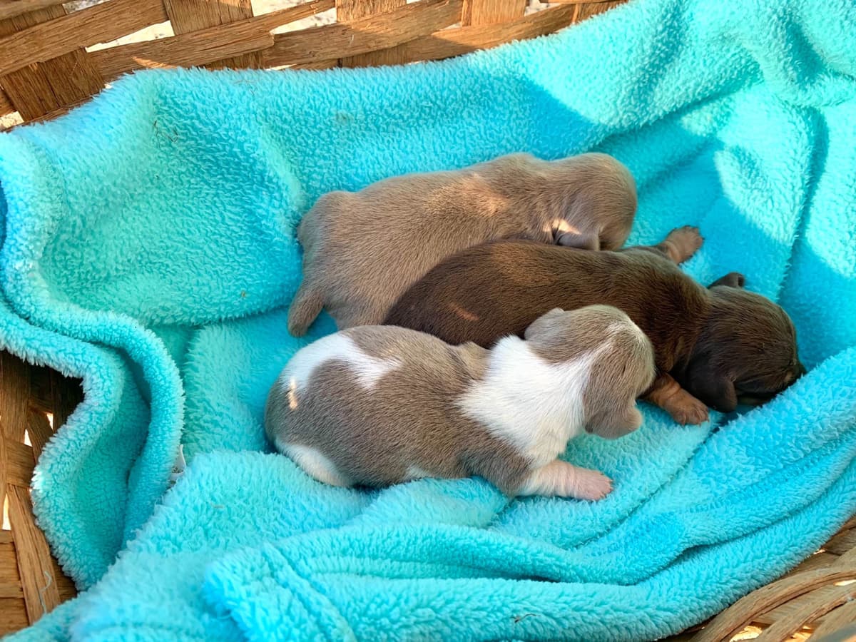 Wonderful loving Dachshund Puppies ❤️Call 610-273-9348 breeder image 12