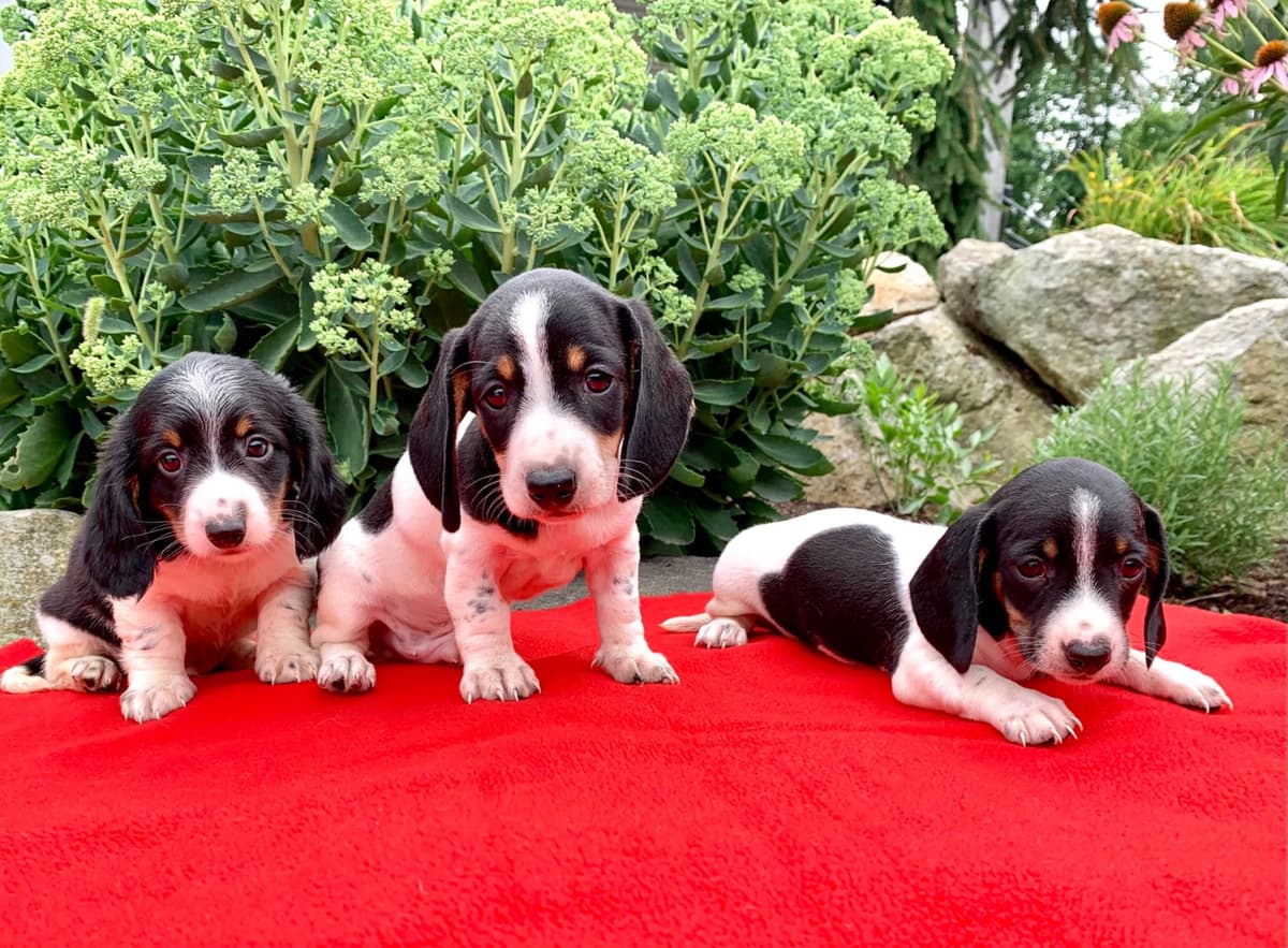 Wonderful loving Dachshund Puppies ❤️Call 610-273-9348 breeder image 13