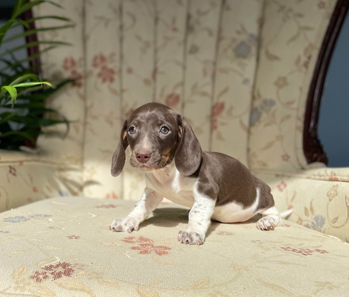 Wonderful loving Dachshund Puppies ❤️Call 610-273-9348 breeder image 14