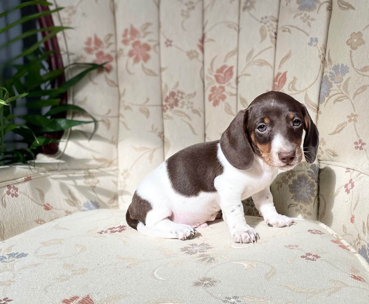 Wonderful loving Dachshund Puppies ❤️Call 610-273-9348 breeder image 16