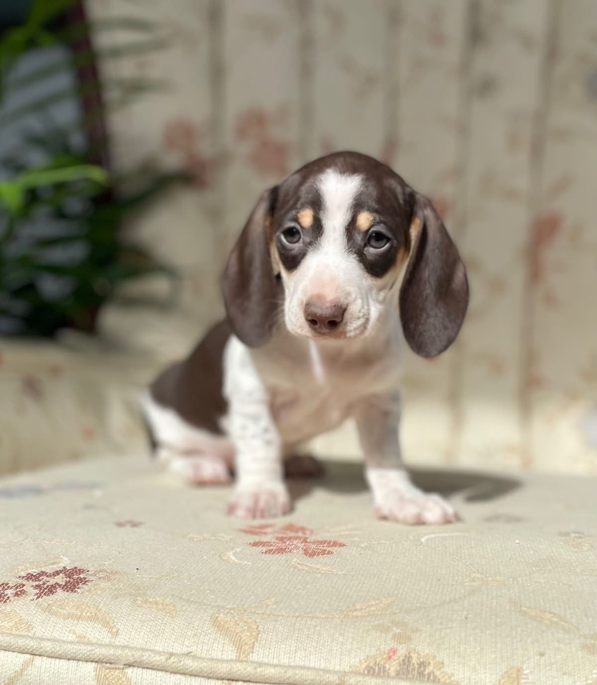 Wonderful loving Dachshund Puppies ❤️Call 610-273-9348 breeder image 17