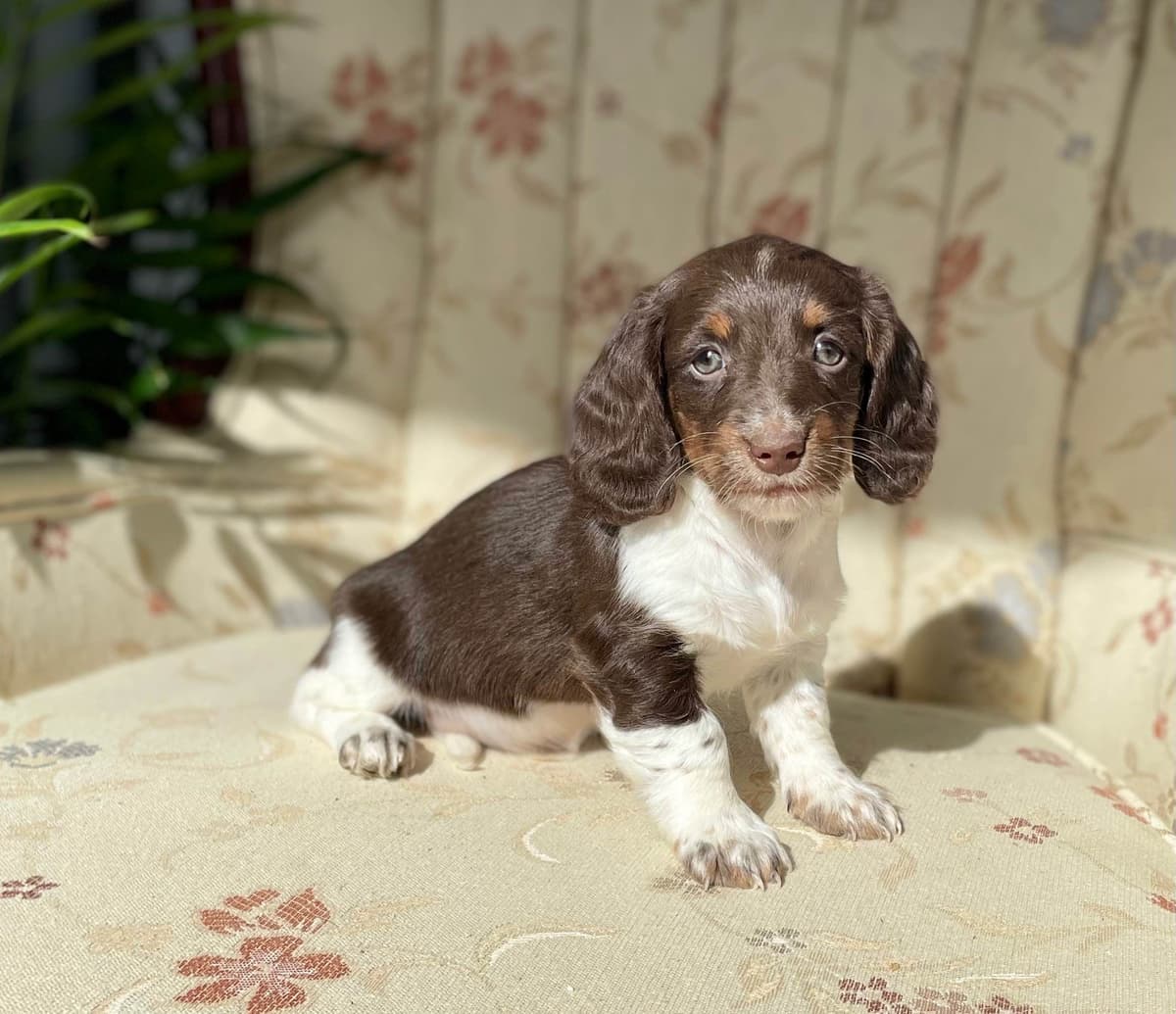 Wonderful loving Dachshund Puppies ❤️Call 610-273-9348 breeder image 18