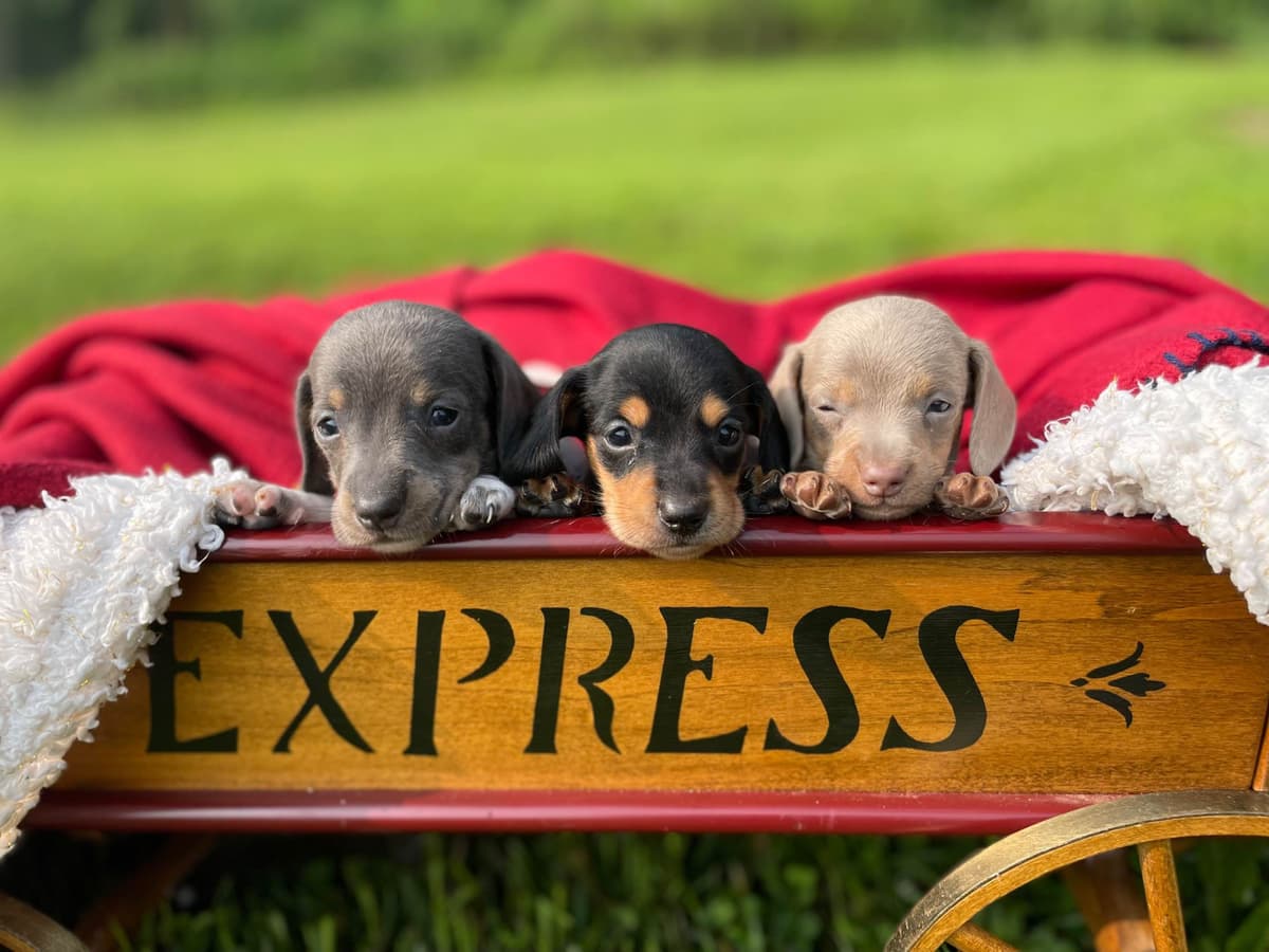 Wonderful loving Dachshund Puppies ❤️Call 610-273-9348 breeder image 19