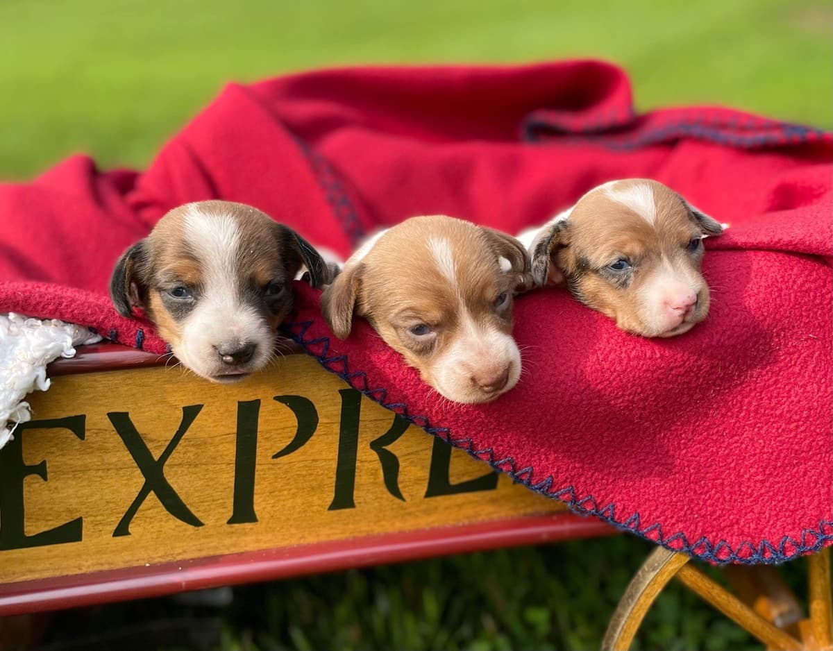 Wonderful loving Dachshund Puppies ❤️Call 610-273-9348 breeder image 20
