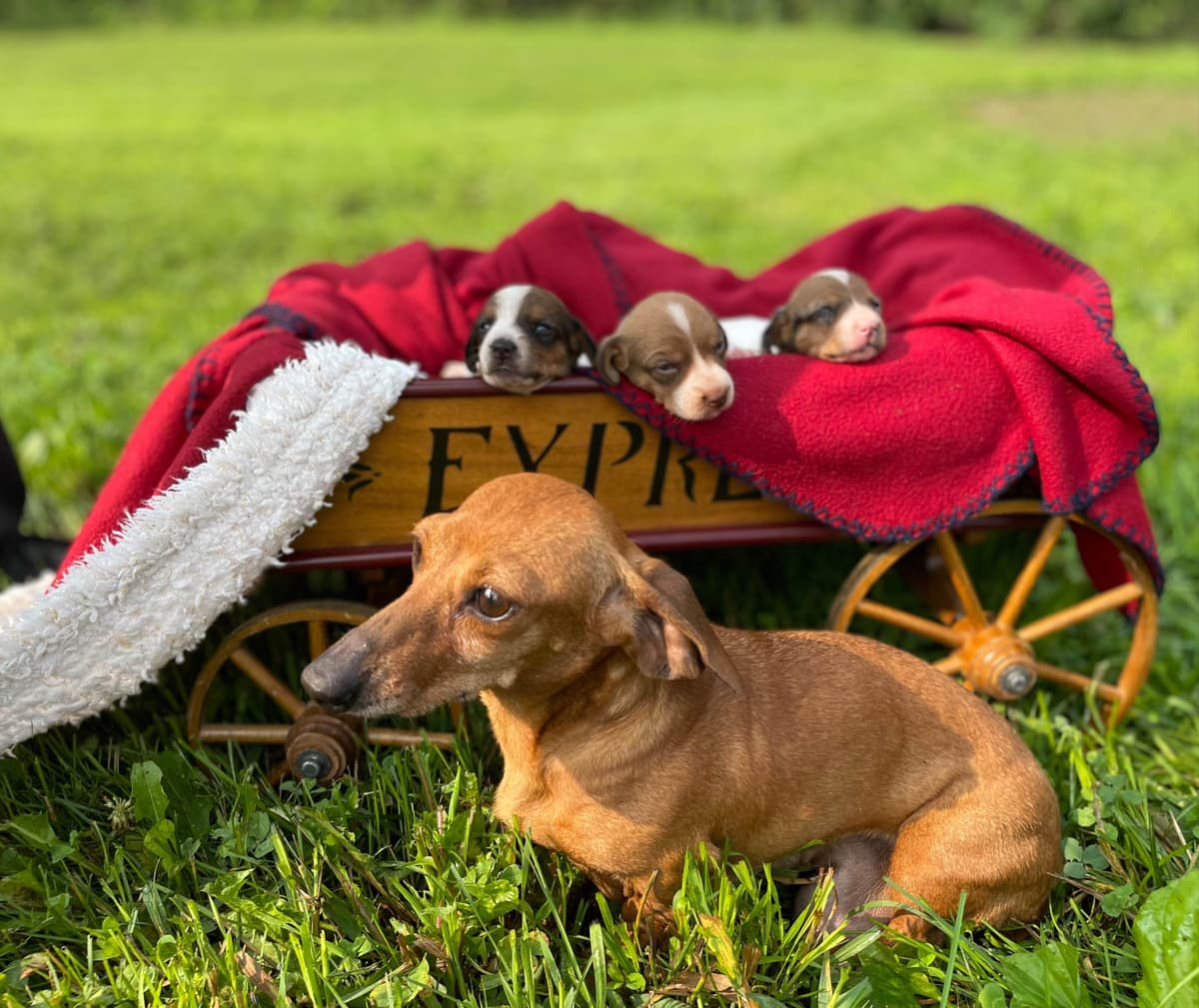 Wonderful loving Dachshund Puppies ❤️Call 610-273-9348 breeder image 21