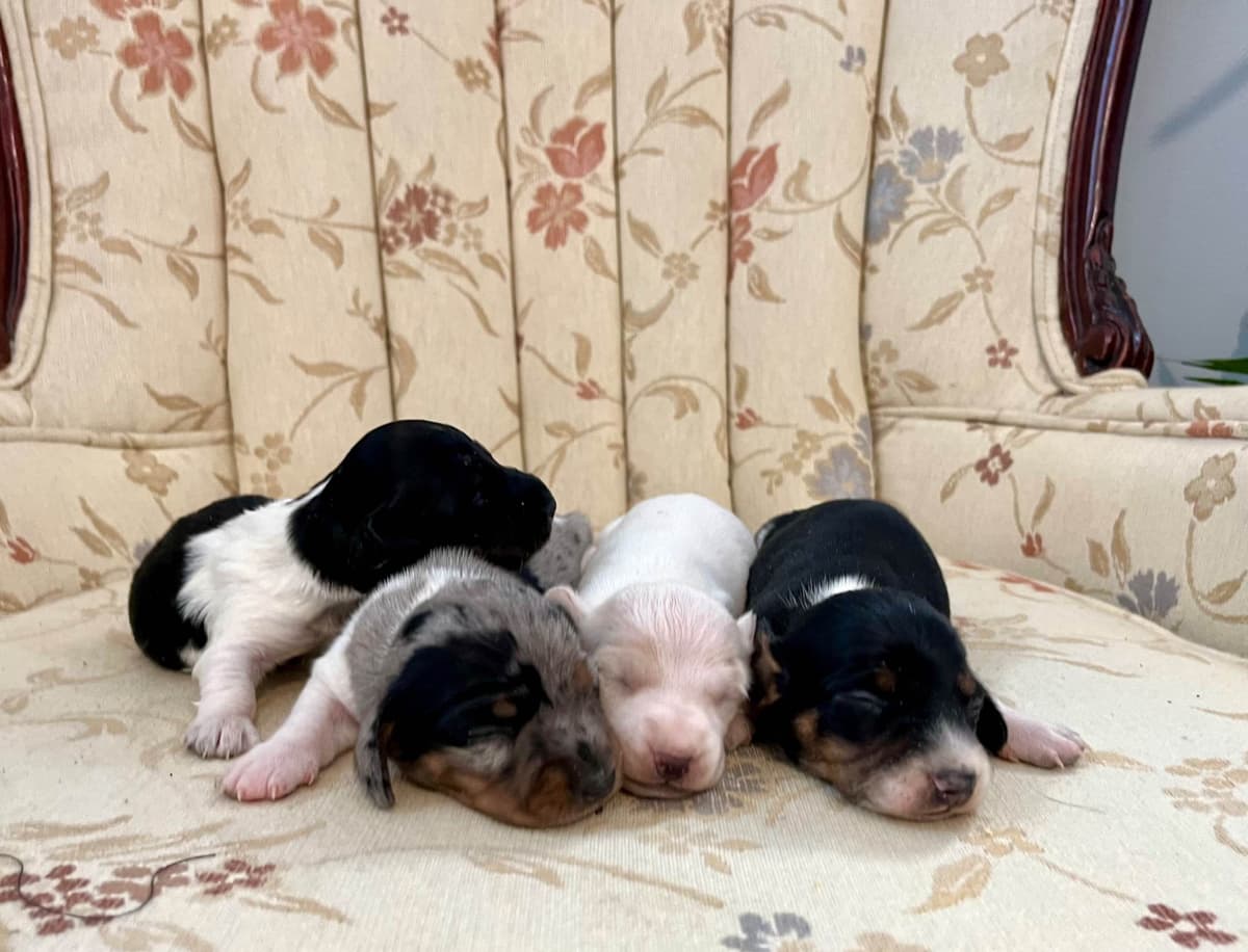 Wonderful loving Dachshund Puppies ❤️Call 610-273-9348 breeder image 22