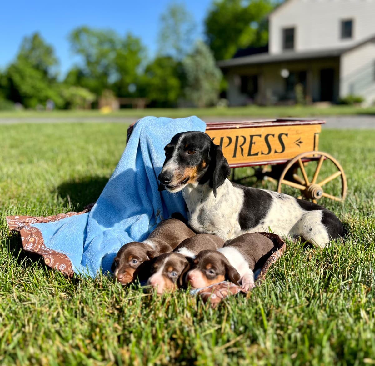 Wonderful loving Dachshund Puppies ❤️Call 610-273-9348 breeder image 23