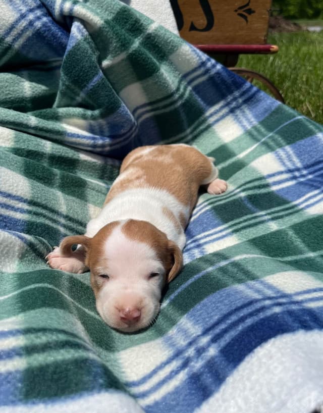 Wonderful  loving Dachshund Puppies ❤️Call 610-273-9348 media 8