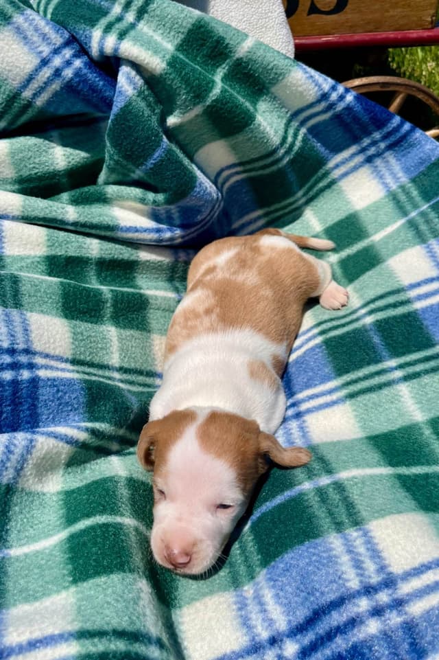 Wonderful  loving Dachshund Puppies ❤️Call 610-273-9348 media 9