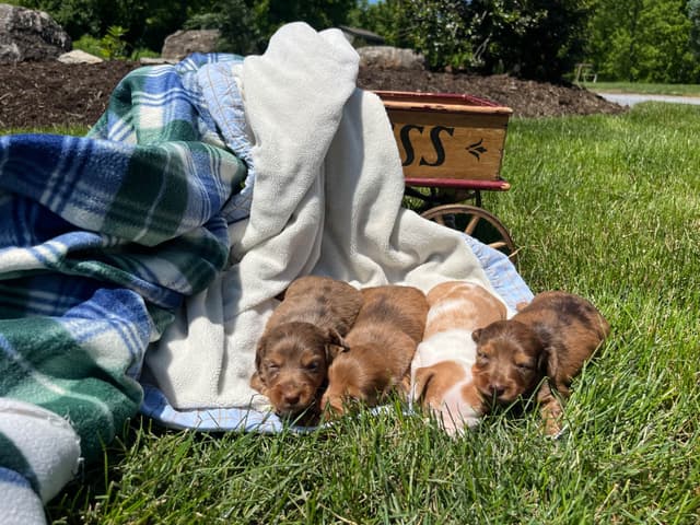 Wonderful  loving Dachshund Puppies ❤️Call 610-273-9348 media 7
