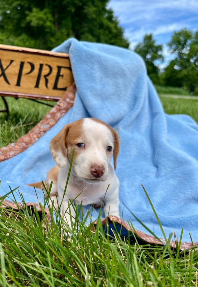 Wonderful  loving Dachshund Puppies ❤️Call 610-273-9348 media 3