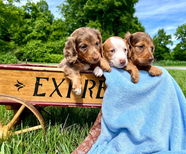 Wonderful  loving Dachshund Puppies ❤️Call 610-273-9348 media 2
