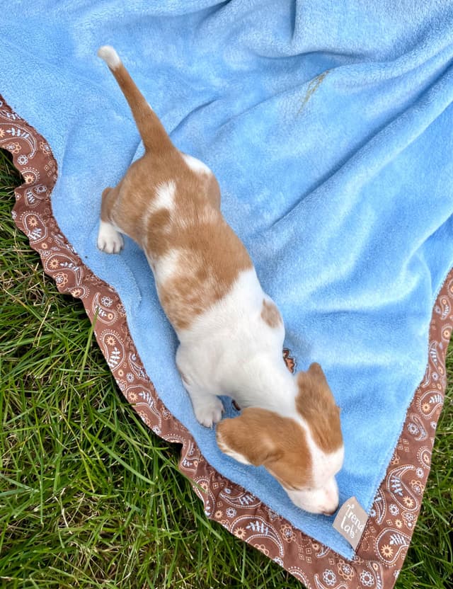 Wonderful  loving Dachshund Puppies ❤️Call 610-273-9348 media 5