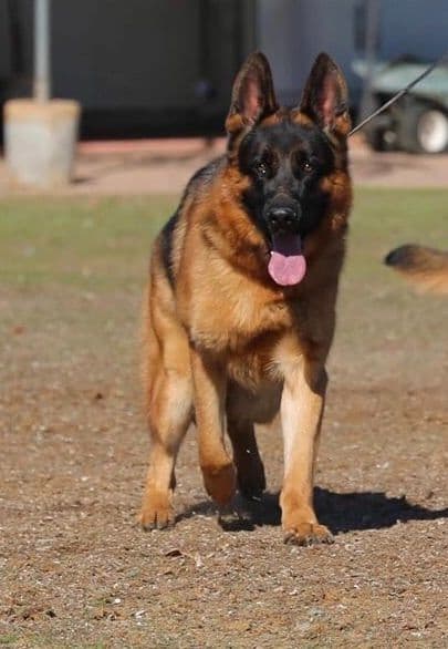 German Shepherd Dog Puppies breeder image 3