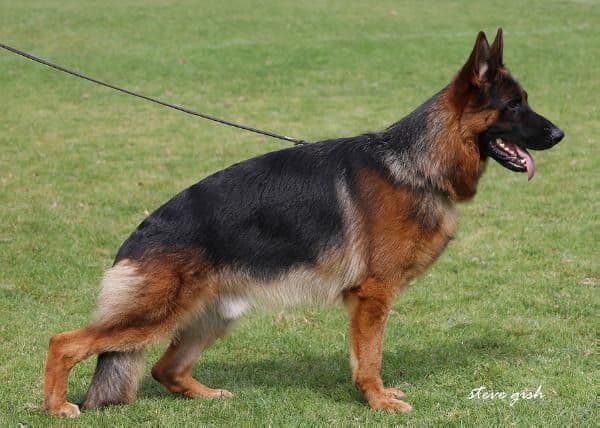 German Shepherd Dog Puppies breeder image 1