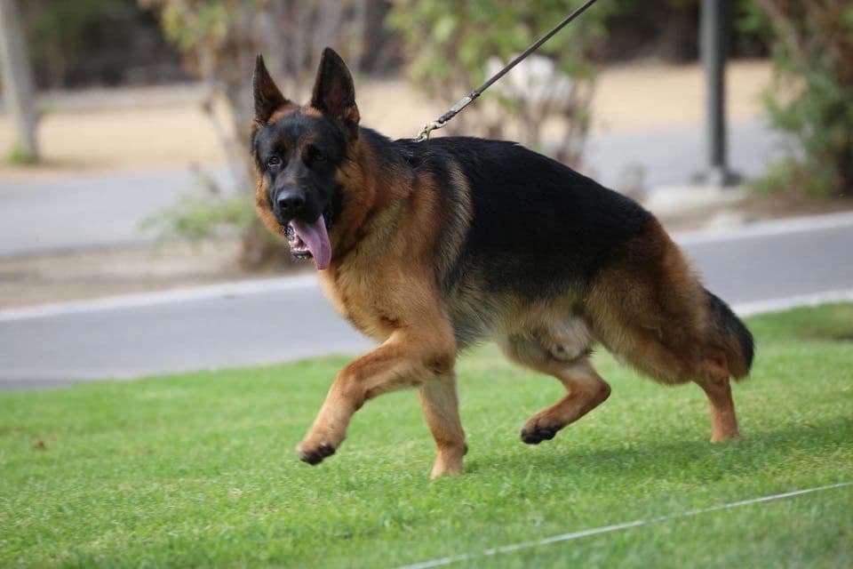 German Shepherd Dog Puppies breeder image 2