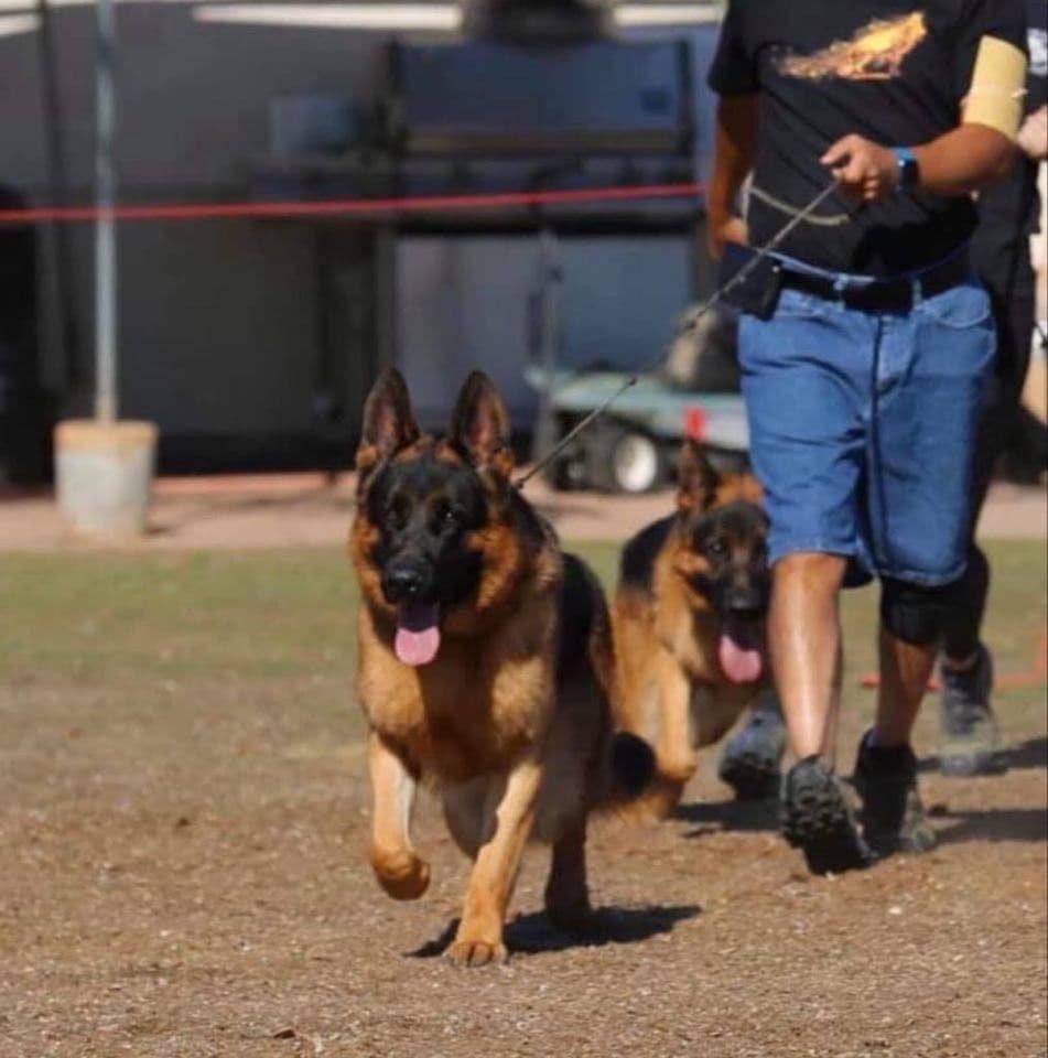 German Shepherd Dog Puppies breeder image 4