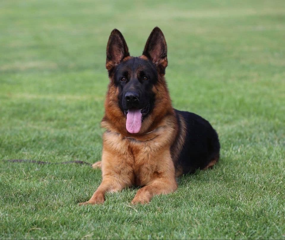 German Shepherd Dog Puppies breeder image 5
