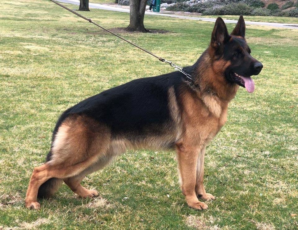 German Shepherd Dog Puppies breeder image 6