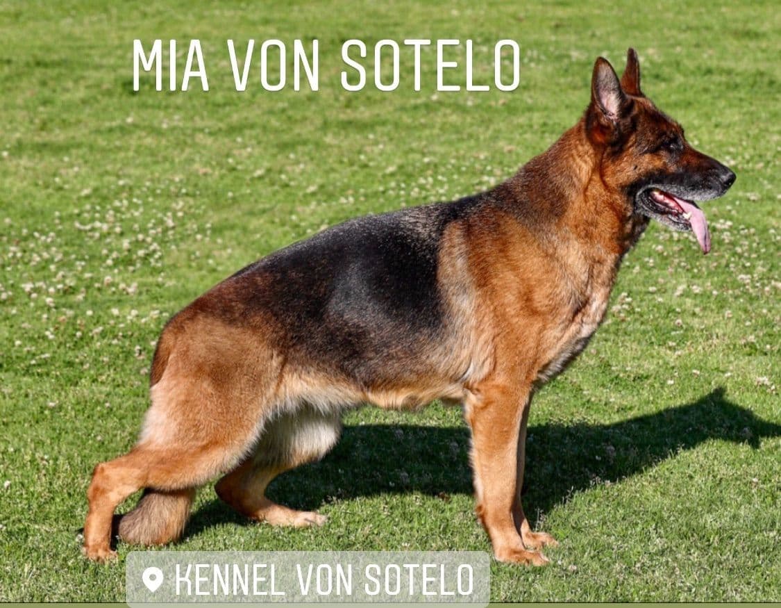 German Shepherd Dog Puppies breeder image 7
