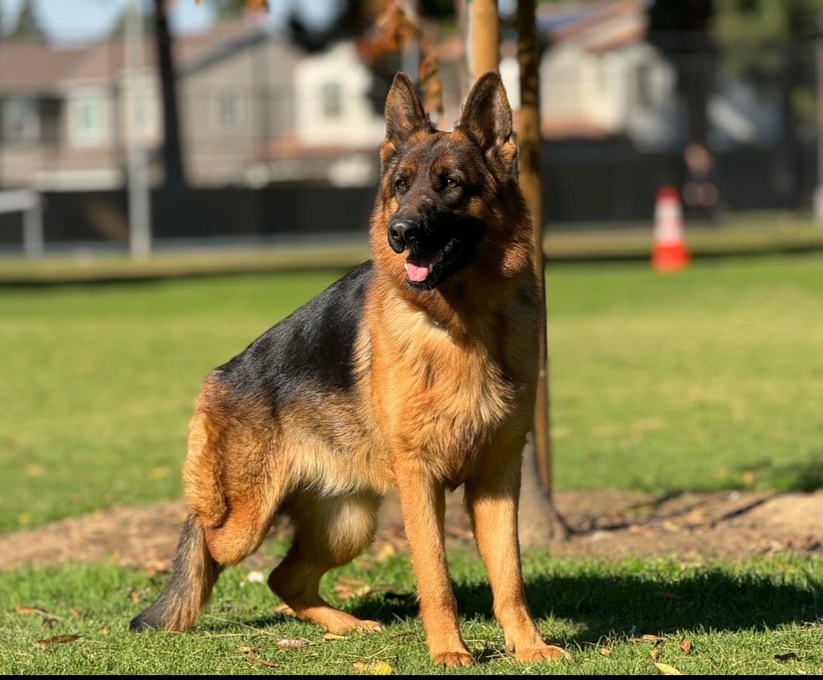 German Shepherd Dog Puppies breeder image 12