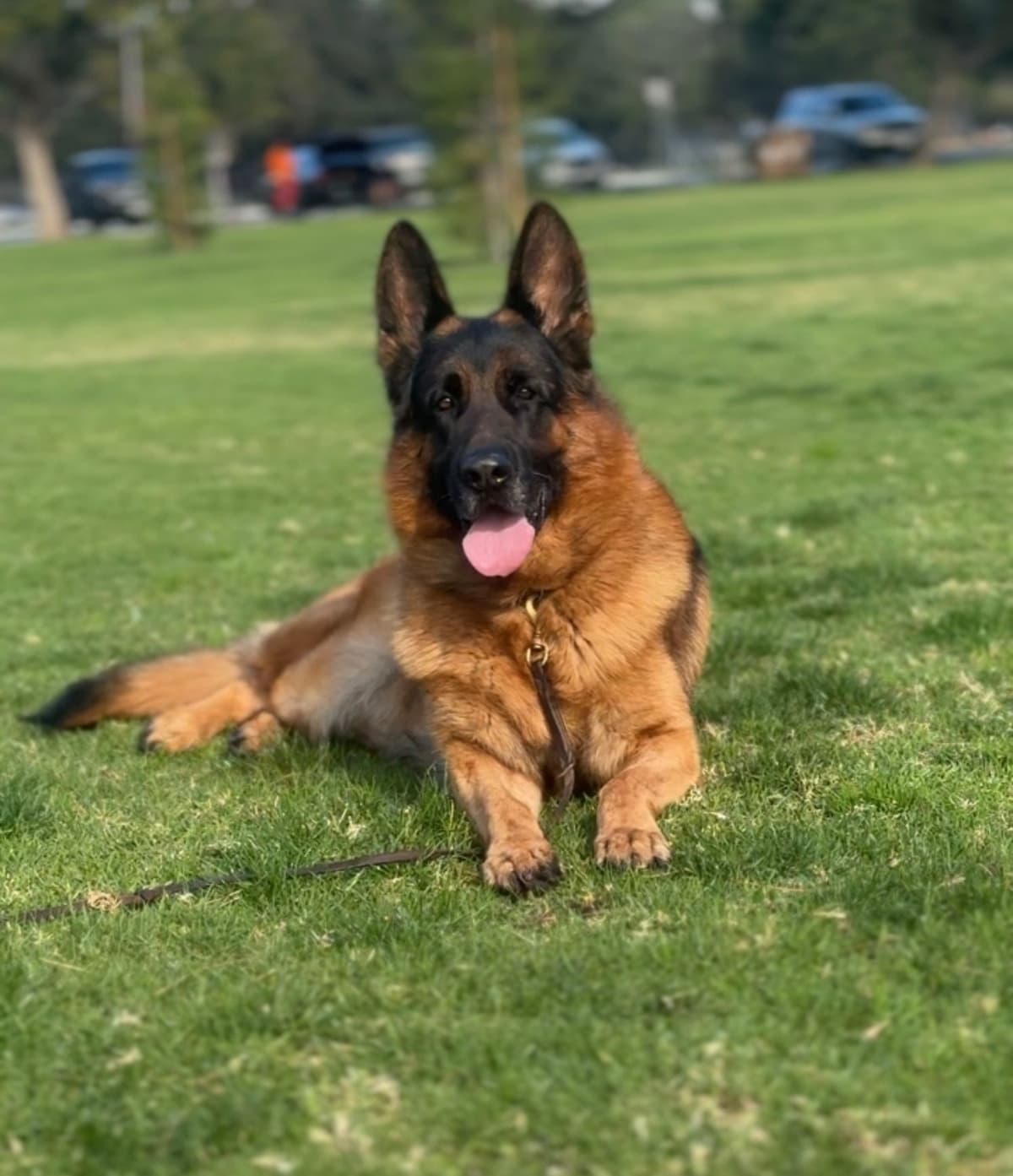 German Shepherd Dog Puppies breeder image 11
