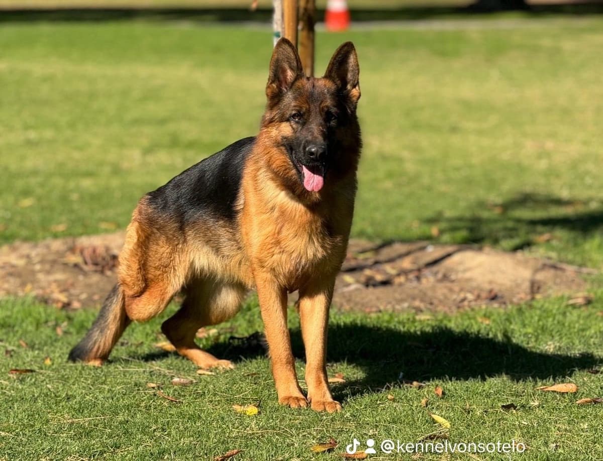 German Shepherd Dog Puppies breeder image 14