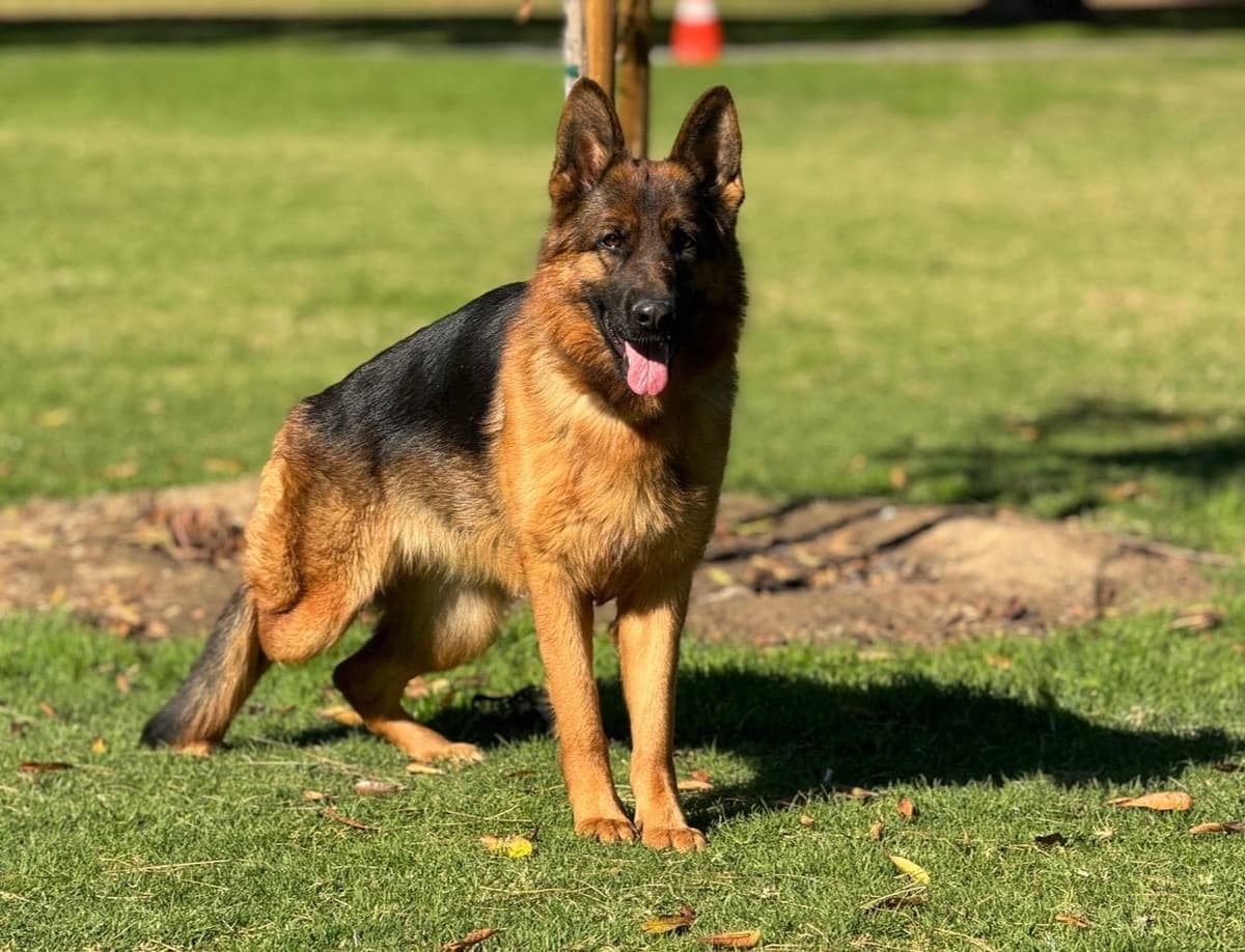 German Shepherd Dog Puppies breeder image 13