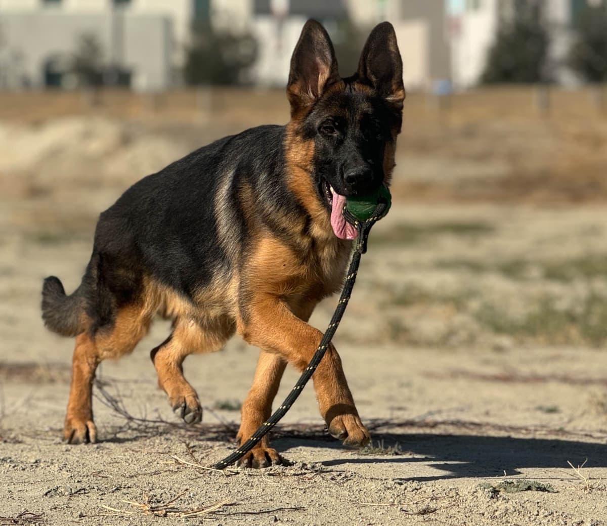 German Shepherd Dog Puppies breeder image 15